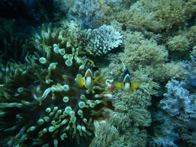 Подводный мир острова Миндоро. Дайвинг на Миндоро
